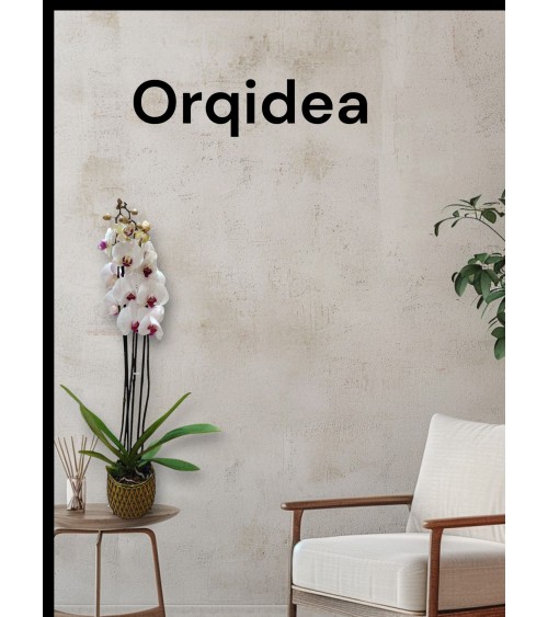 ORQUIDEA Elegante Blanca